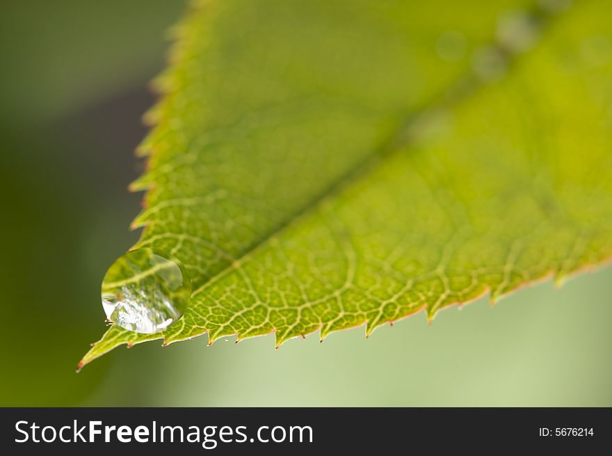 Close Up Leaf & Water Drops