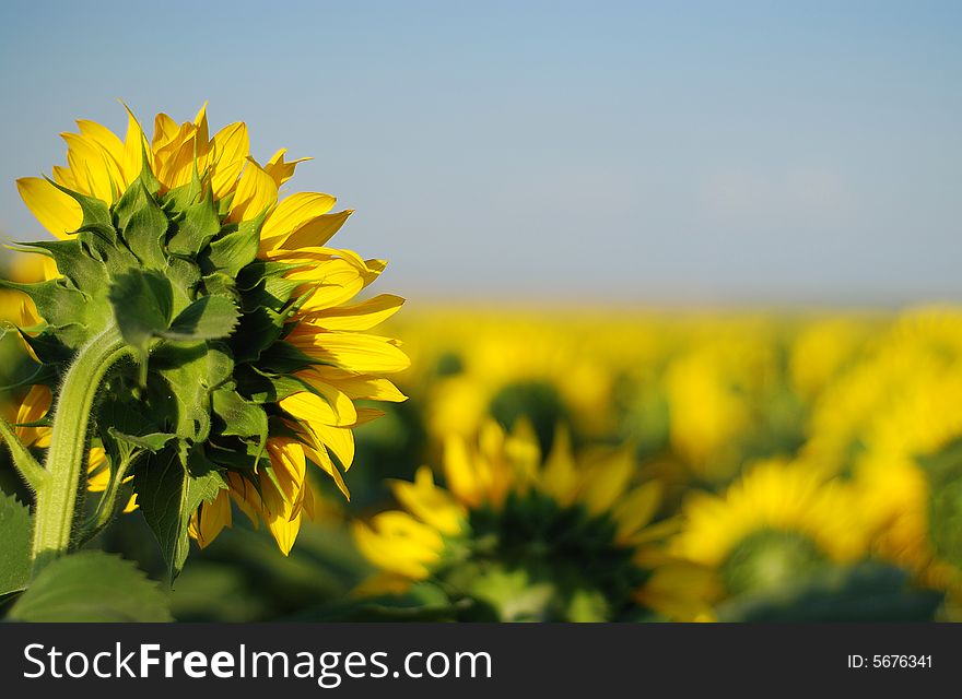 Sunflower  with unsharp background flowers