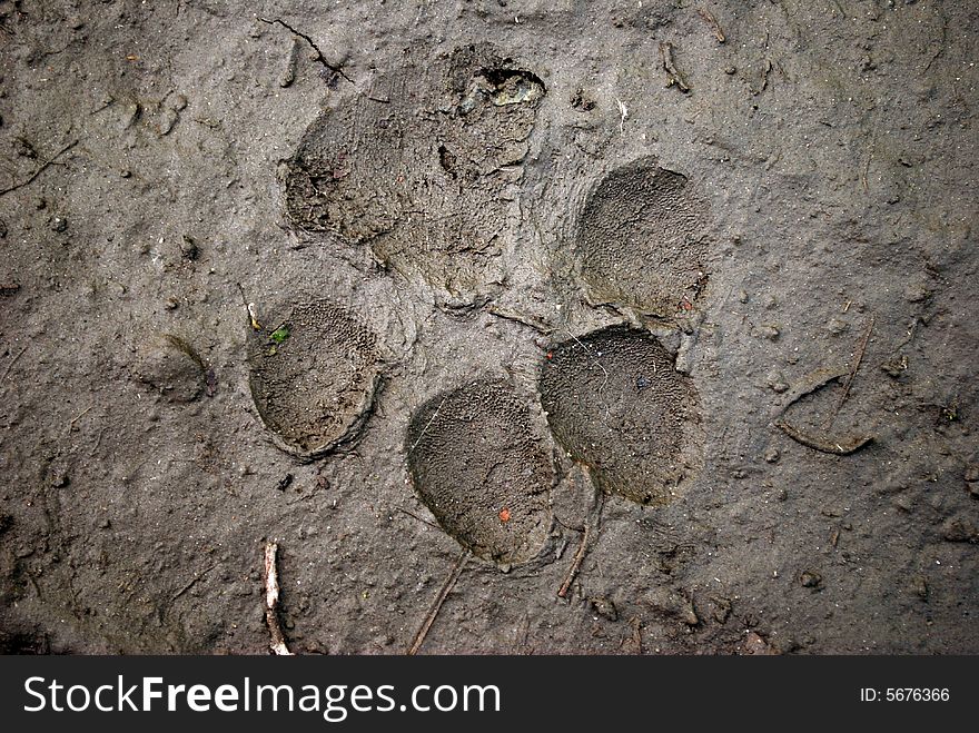 Beast footmark in the mud