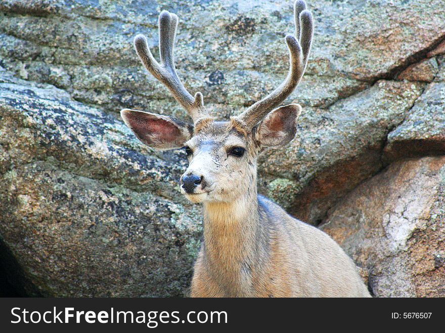 A Mule Deer, Odocoileus hemionus, on a Rocky Ledge in Summer