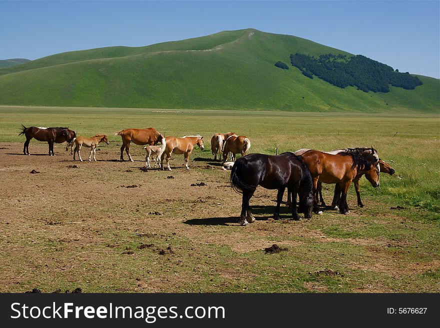 Horses on a green meadow