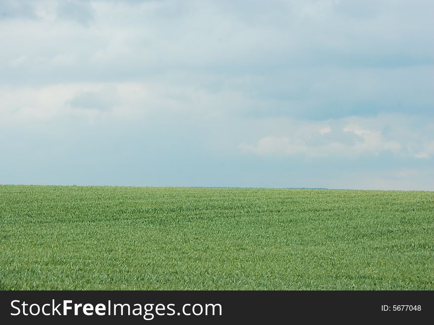 A shot of corn ripening in a field. A shot of corn ripening in a field