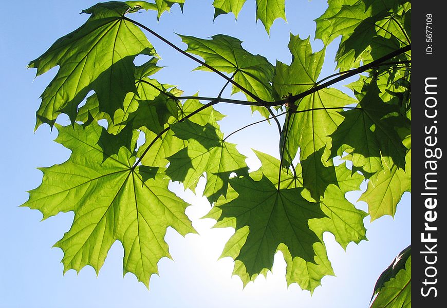 Green maple leaves and branch