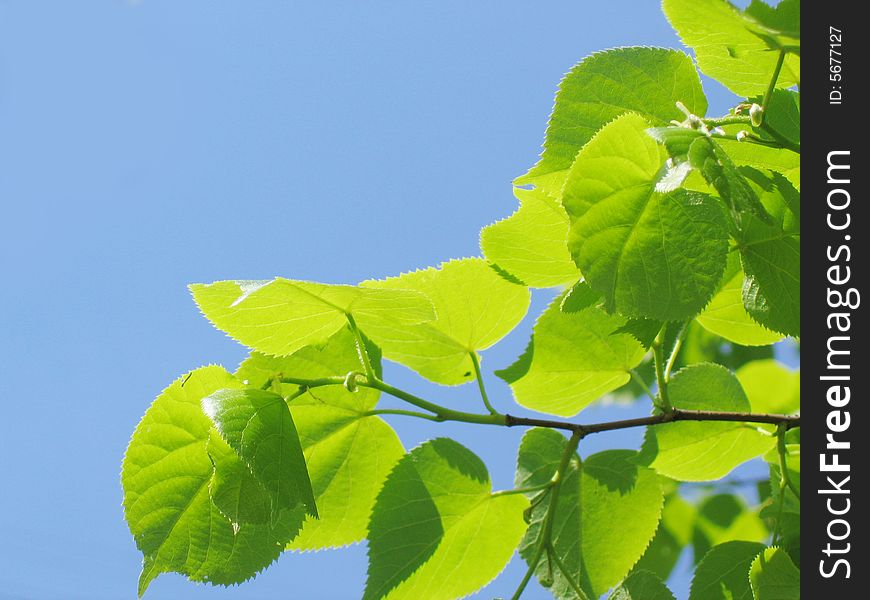 Green leaves and branch. Sunny day
