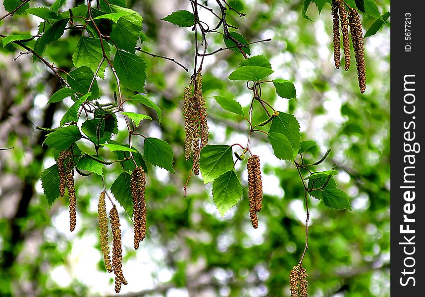 Branch of a birch on beauty forest backgrounds