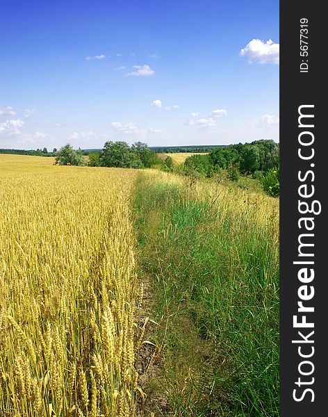 Yellow wheat, green grass and blue sky with clouds. Yellow wheat, green grass and blue sky with clouds