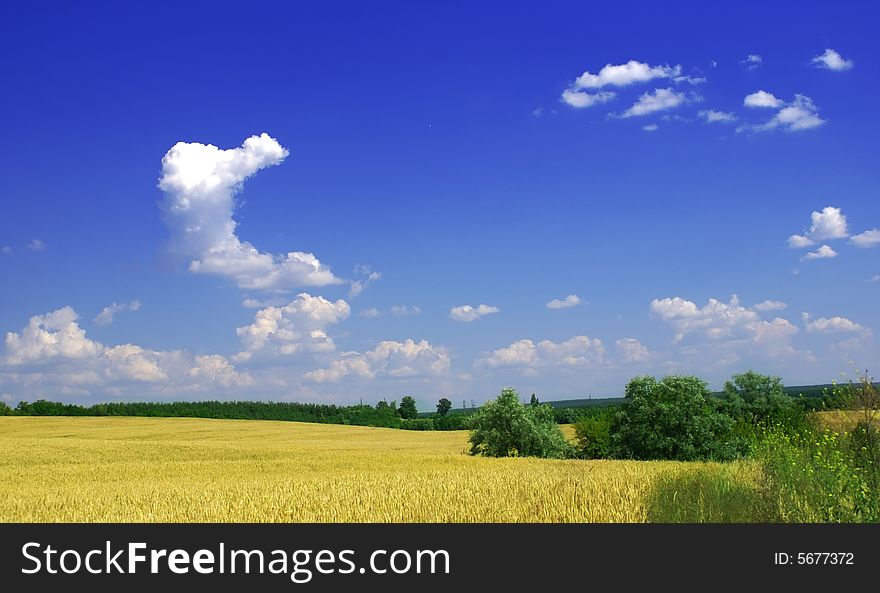 Yellow wheat, green grass and blue sky with clouds. Yellow wheat, green grass and blue sky with clouds