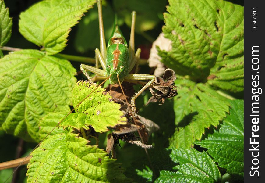 Locust on a bush of a raspberry (Grasshopper). Locust on a bush of a raspberry (Grasshopper)