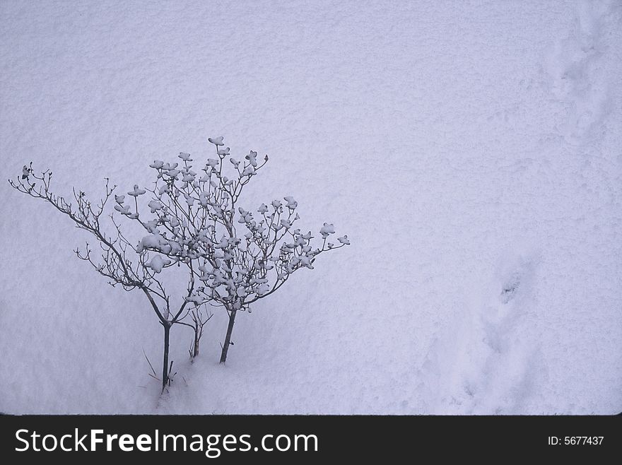 Snow Twigs