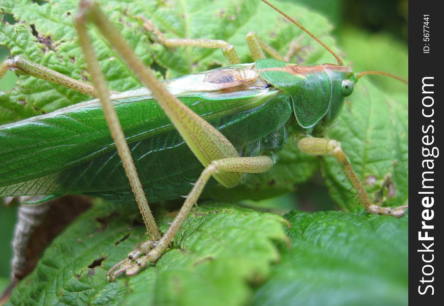 Locust on a bush of a raspberry (Grasshopper). Locust on a bush of a raspberry (Grasshopper)