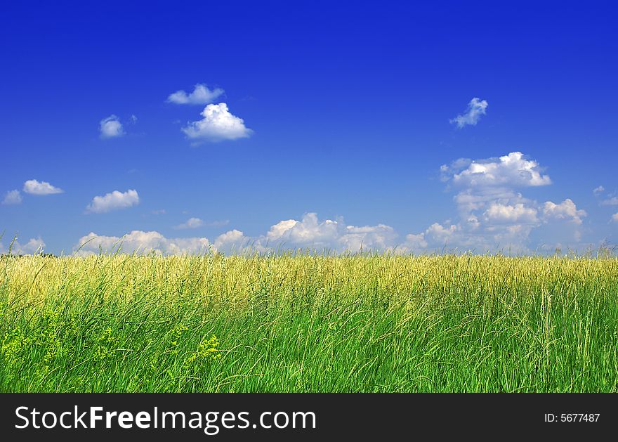 Green grass and blue sky with clouds