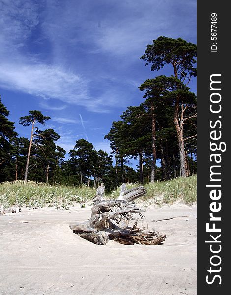 Root of an ancient tree ar the beach. Root of an ancient tree ar the beach.