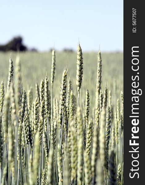 A grain field in a sunny day.