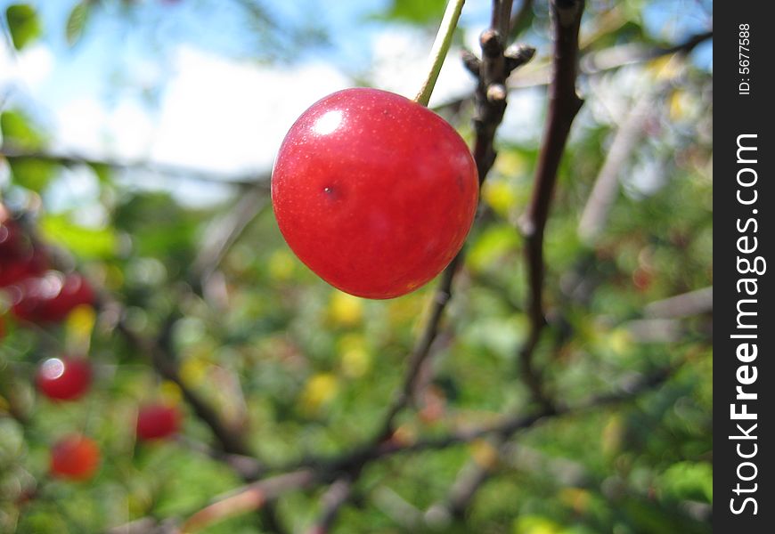 Mature red cherry of the average size. Mature red cherry of the average size