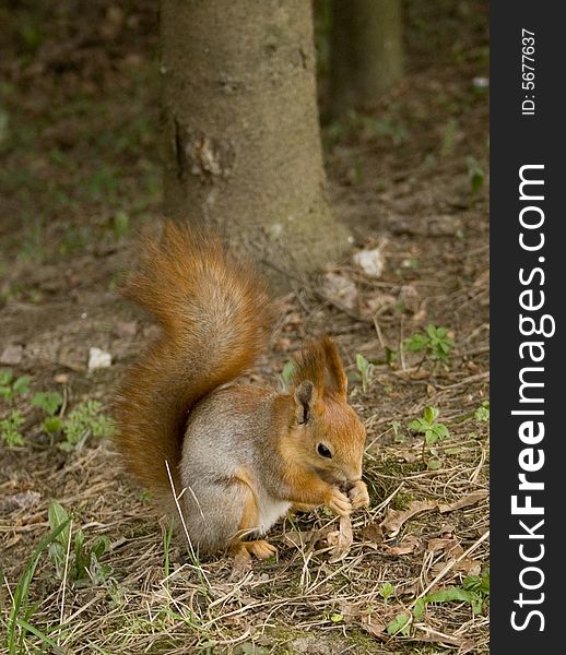 The squirrel sits and eats nuts