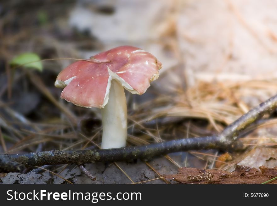 A red mushroom growing in the middle of a forest trail