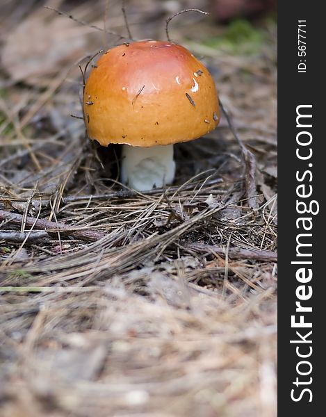 An orange mushroom growing in the middle of a forest trail