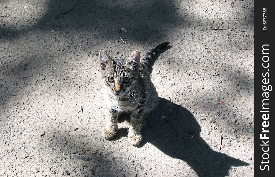 Small hungry kitty sitting on asphalt