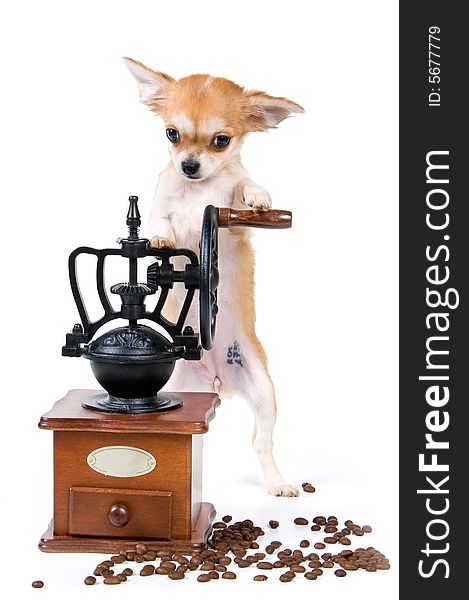 The puppy with a coffee grinder in studio
