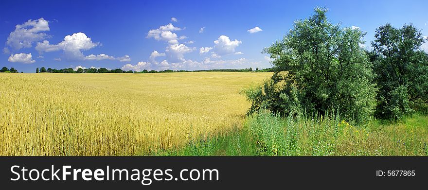 Yellow wheat and blue sky panorama