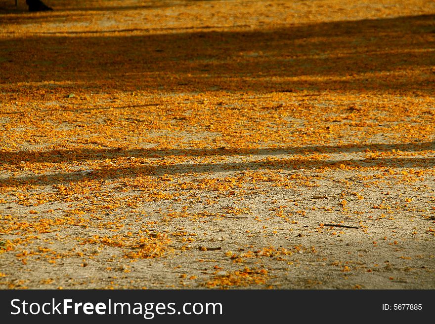 Yellow flowers on the ground at the park in spring