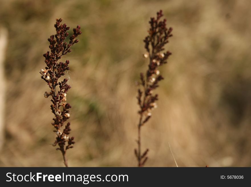 Two plants on a wind, autumn.