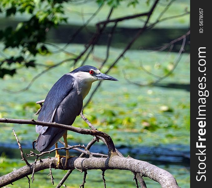 Black-crowned Night Heron stands above the water on a branch and looks out fish. Black-crowned Night Heron stands above the water on a branch and looks out fish