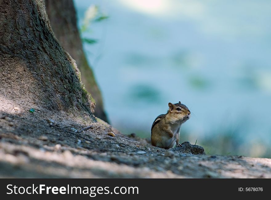 Chipmunk became alert and scrutinizes in distance ready to escape at the least danger. Chipmunk became alert and scrutinizes in distance ready to escape at the least danger