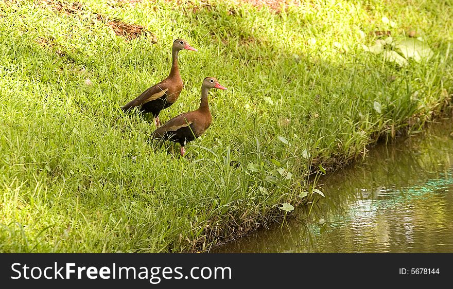 A pair of colorful ducks beside a lake in Costa Rica. A pair of colorful ducks beside a lake in Costa Rica