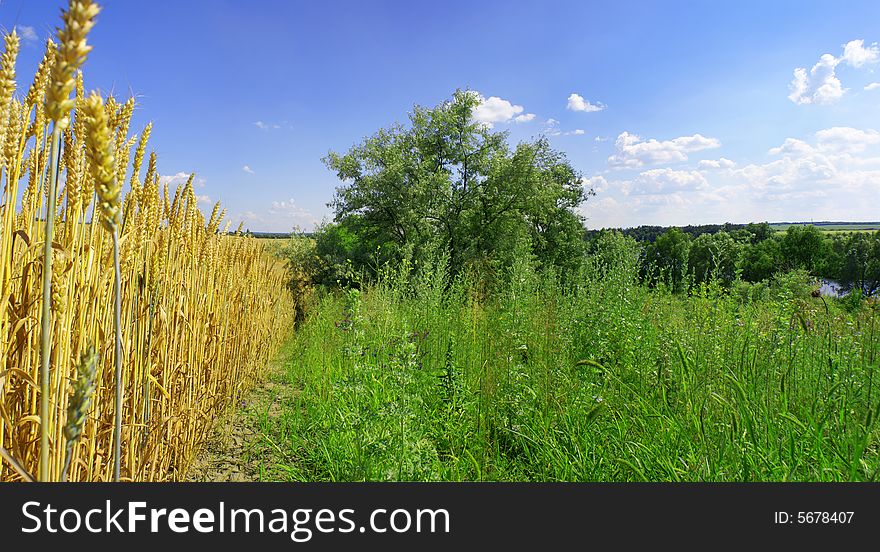 Yellow wheat and blue sky with white clouds
