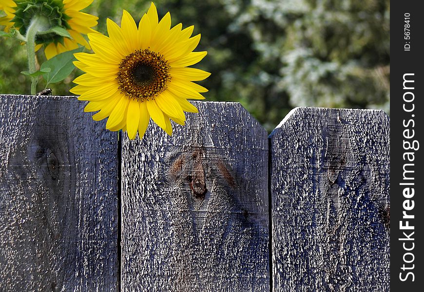 Summer sunflower and a fly on an old fence. Summer sunflower and a fly on an old fence.