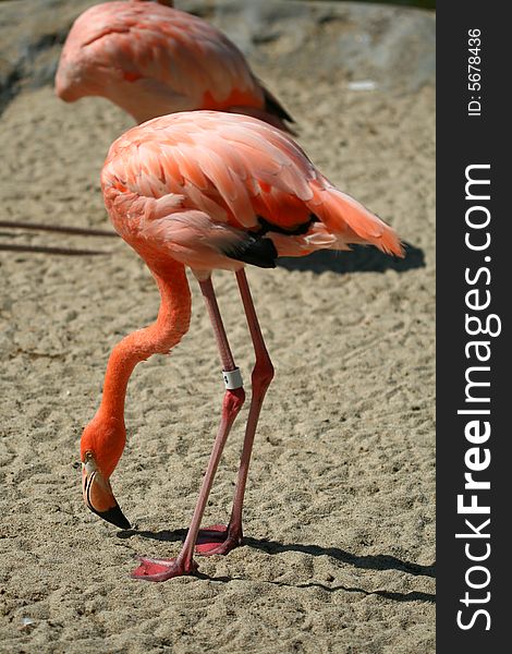 A close up of a flamingo in action