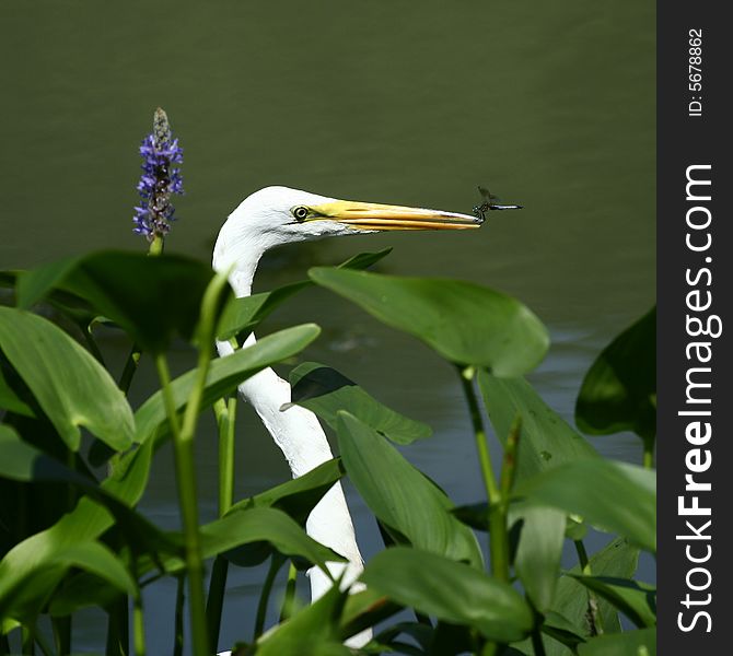 Egret And Dragonfly