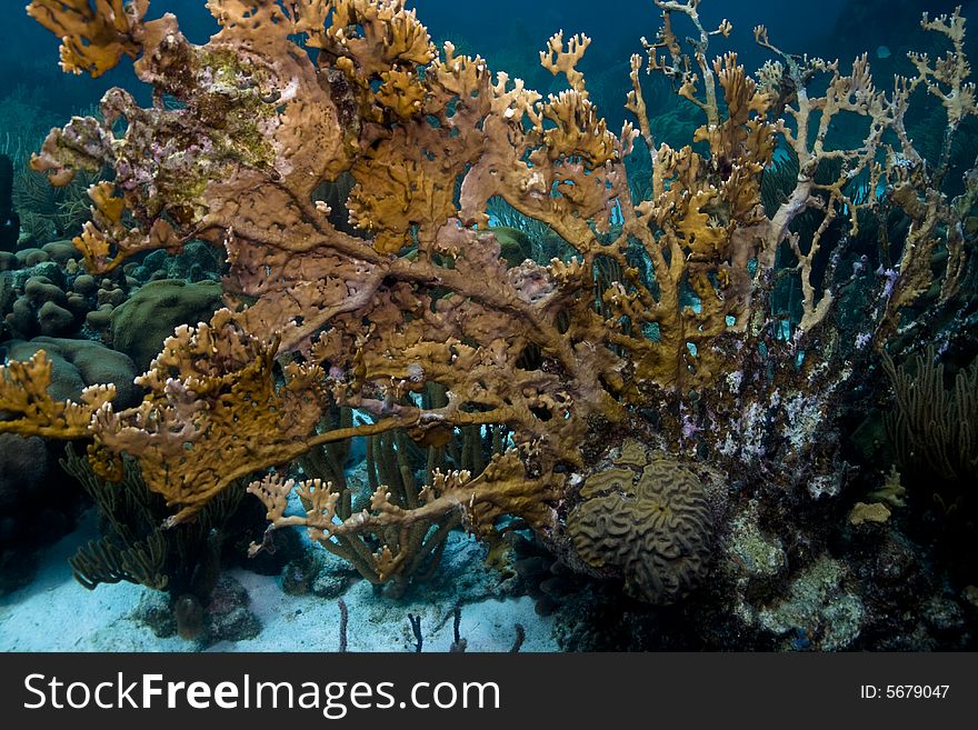 Fire Coral growing in  on common sea fan in coral gardens