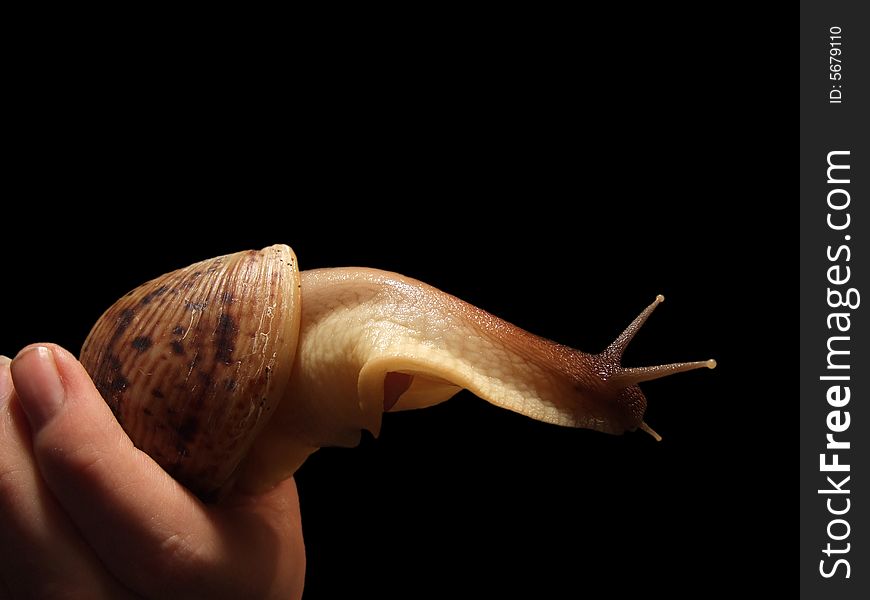 Hand holding large snail, isolated on black background. Hand holding large snail, isolated on black background