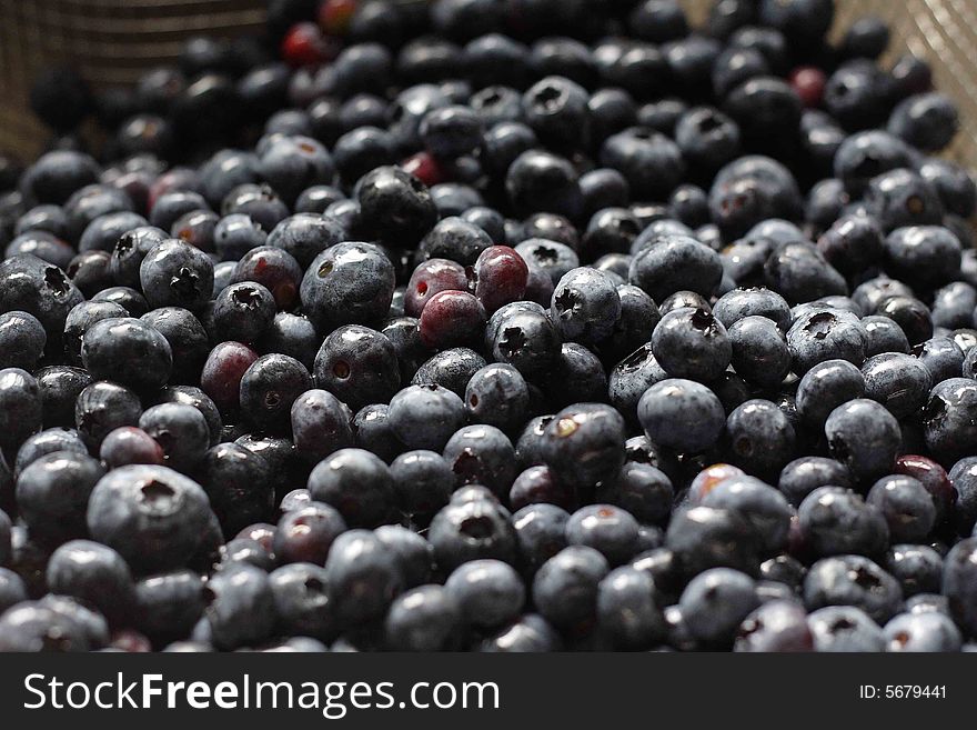 Freshly picked and washed blueberries, ready to eat.