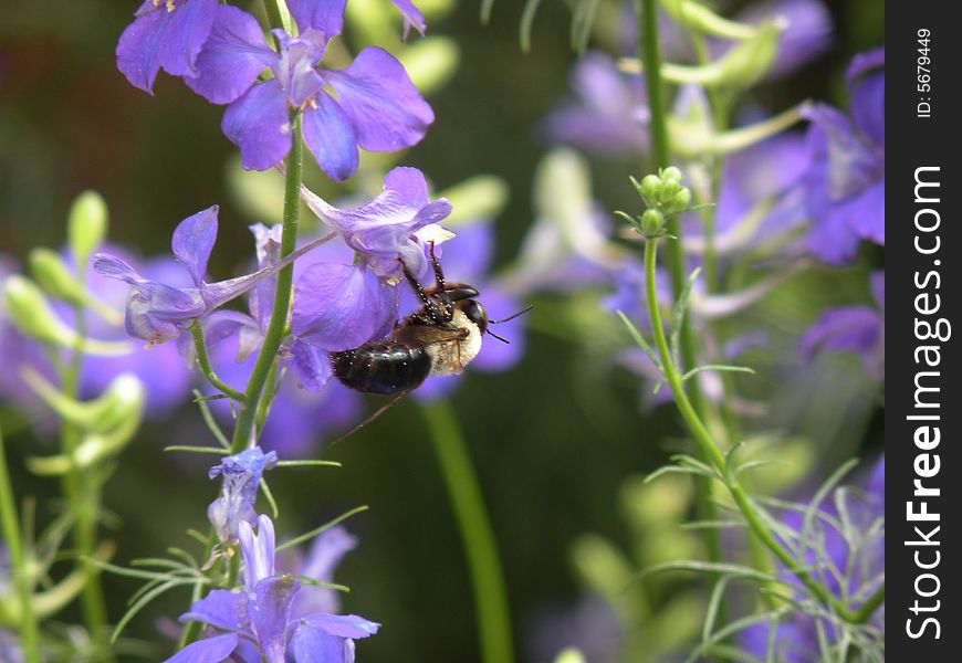 Closeup of bee pollenating salvia flowers. Closeup of bee pollenating salvia flowers
