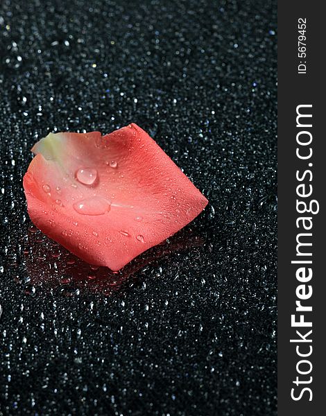 Rose Petal with Water Drop on Wet Glass. Rose Petal with Water Drop on Wet Glass