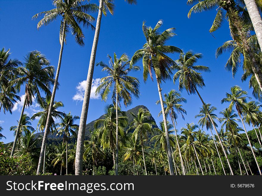 Palm trees in sarawak (bonio )