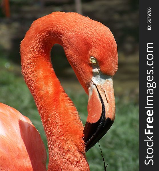 A brilliantly colored flamingo preens his feathers. A brilliantly colored flamingo preens his feathers