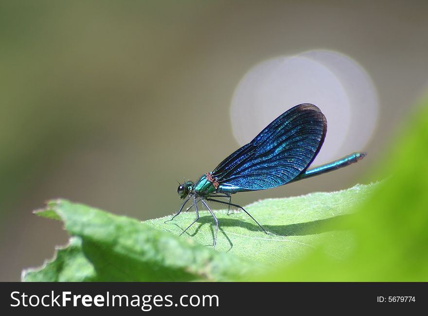 Beautiful demoiselle sitting near the water. Beautiful demoiselle sitting near the water