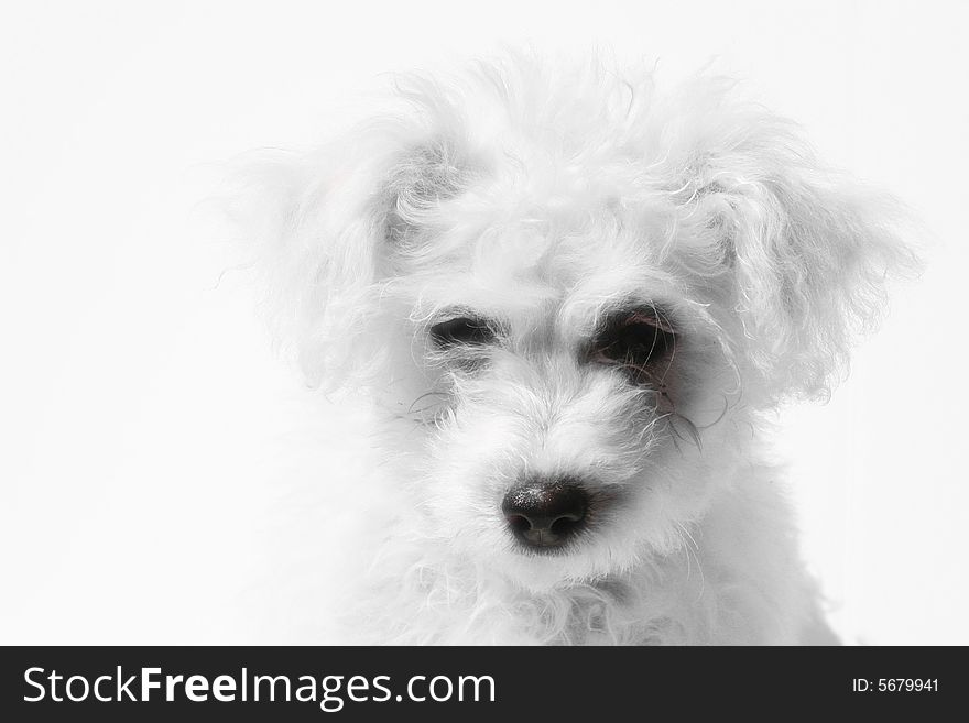 Small fluffy white poodle puppy on a white backround. Small fluffy white poodle puppy on a white backround.
