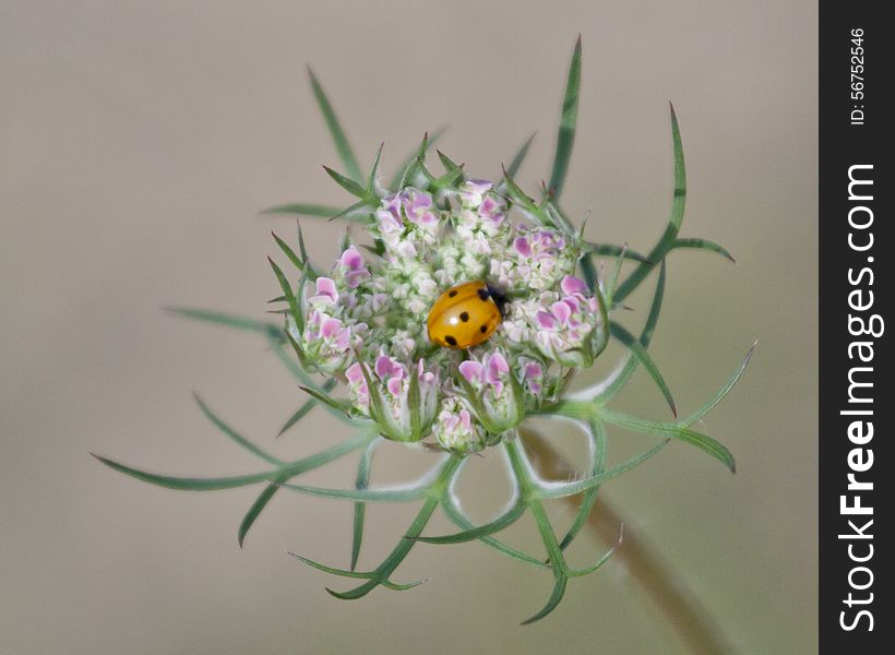 Beautiful Queen Anne's Lace bud with a tiny ladybug nestled inside. Beautiful Queen Anne's Lace bud with a tiny ladybug nestled inside