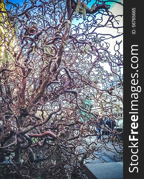 Unusual curly willow tree with its twisted branches