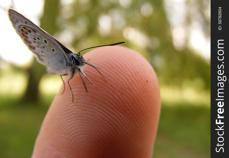 Butterfly On A Human Finger 5
