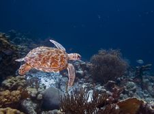 Green Turtle Stock Photo Green Turtle Stock Photo