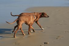 Dogs On Beach Royalty Free Stock Photo Dogs On Beach Royalty Free Stock Photo