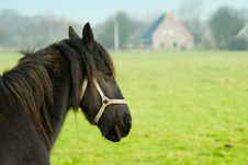 Beautiful Horse Stock Images