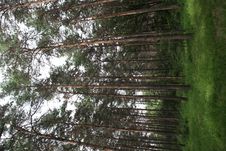 Pine Wood Royalty Free Stock Photography Pine Wood Royalty Free Stock Photography