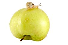 Snail And Apple Stock Photography